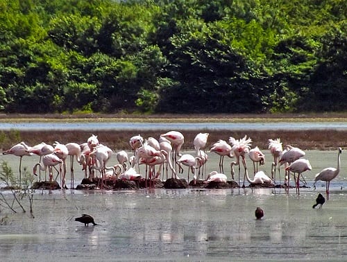 Flamingos1